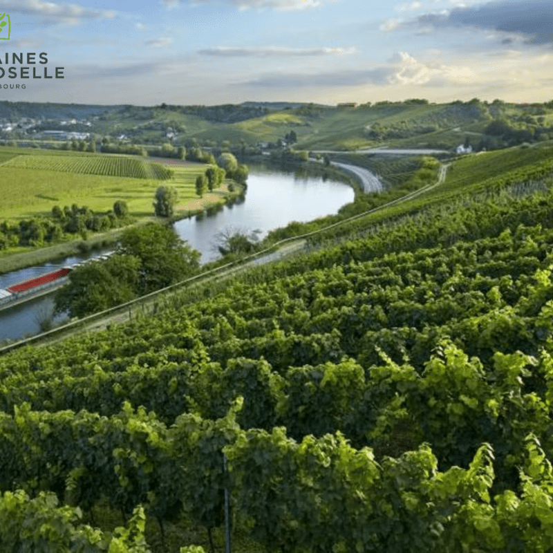 Guided Wine Tour 1 Saturday 28.09.24  at 14:00